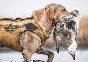 Yellow lab walking through water in vest with snow goose in mouth