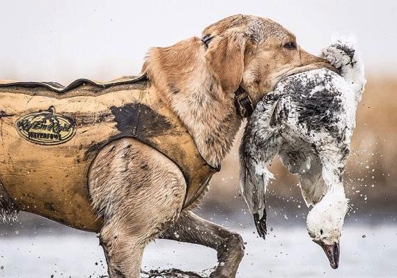 Yellow lab walking through water in vest with snow goose in mouth