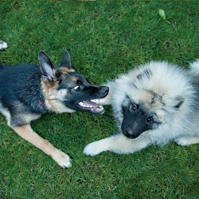 How to Prevent Dog Bites