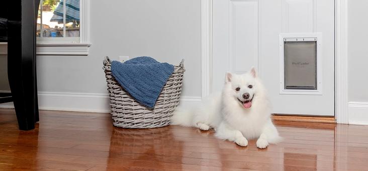 White dog laying inside near the door