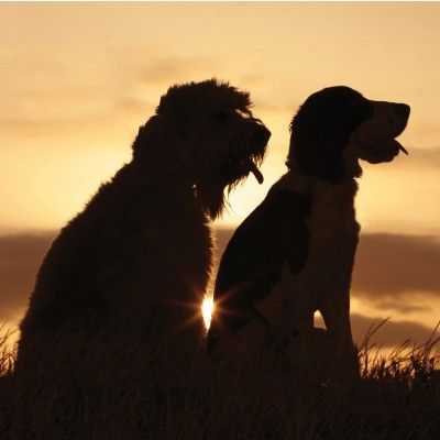 cancer prevention in dogs