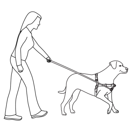 how-to-train-dog-easy-walk-harness-training-illustration2