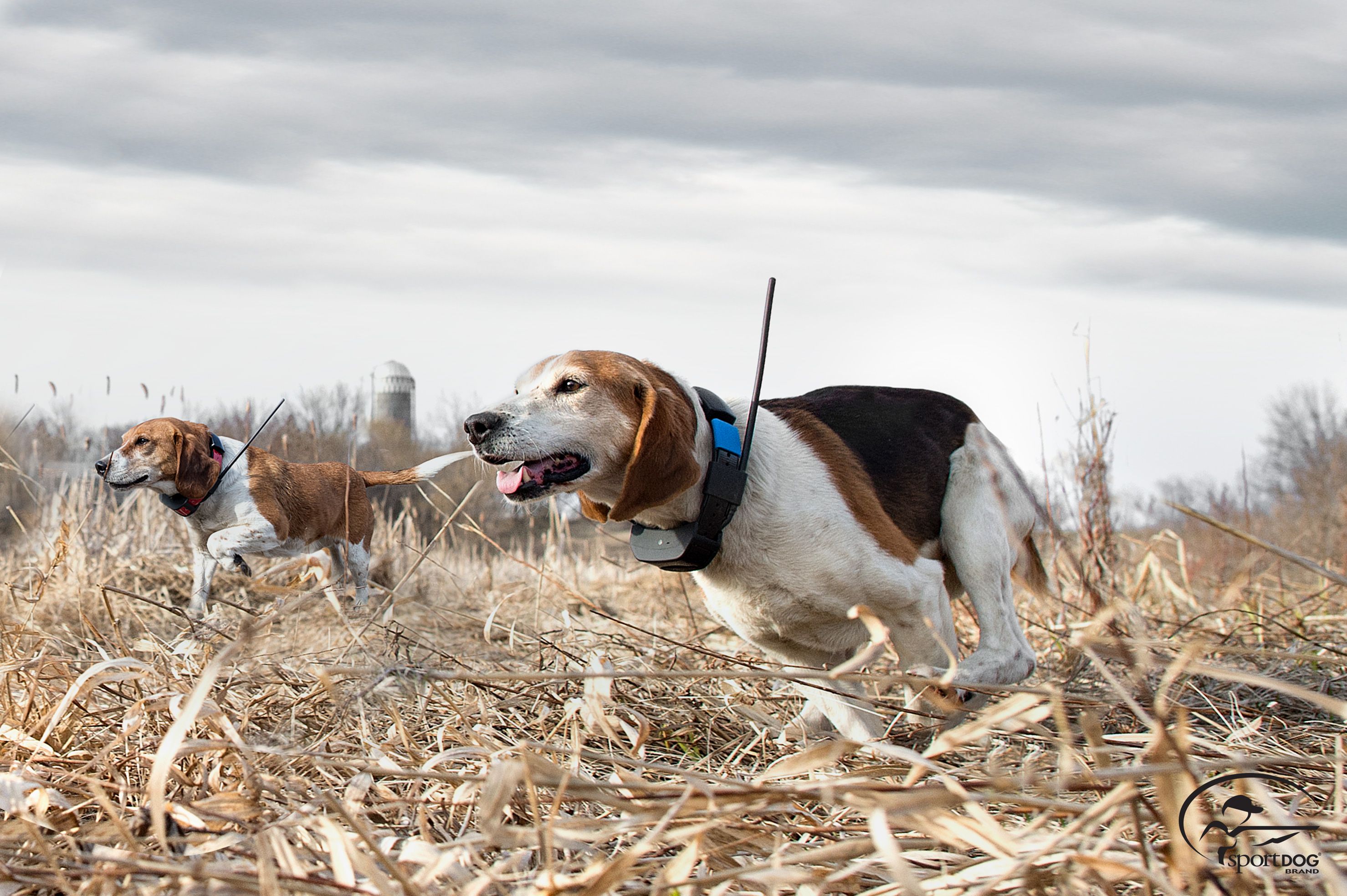 Beagle shop tracking collars