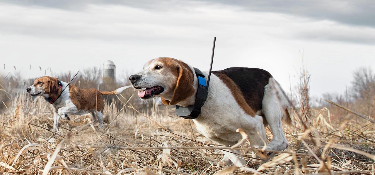 deux beagles portant des colliers GPS qui courent à travers un champ