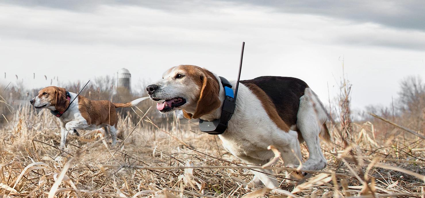 two beagles wearing GPS collars running through field