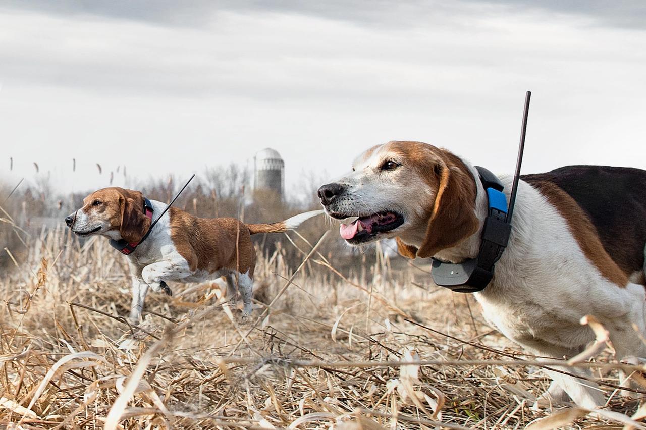 two beagles wearing GPS collars running through field