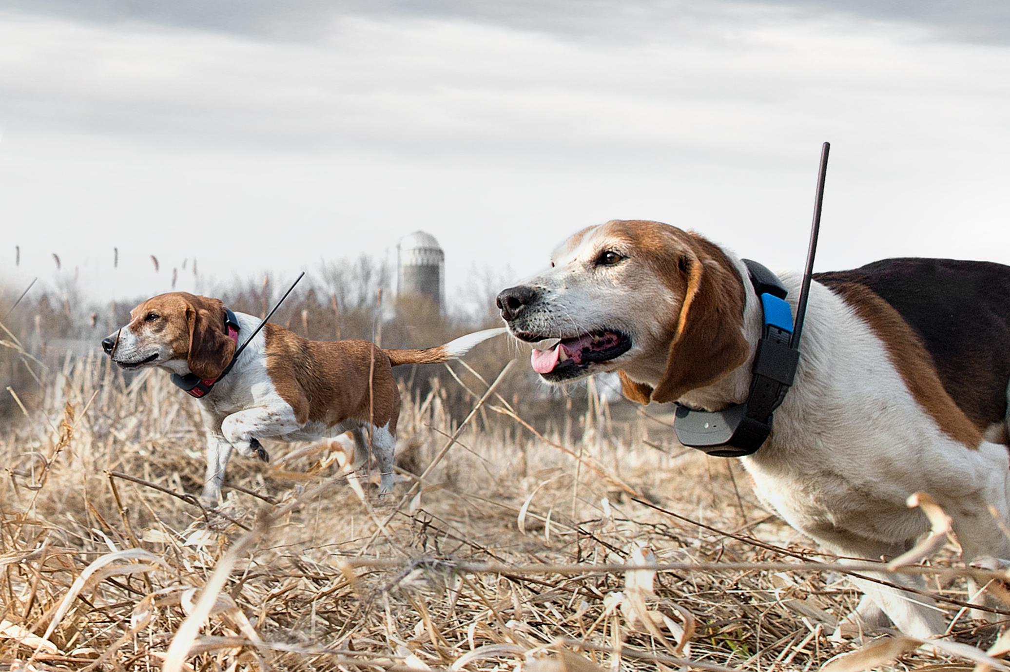 two beagles wearing GPS collars running through a field