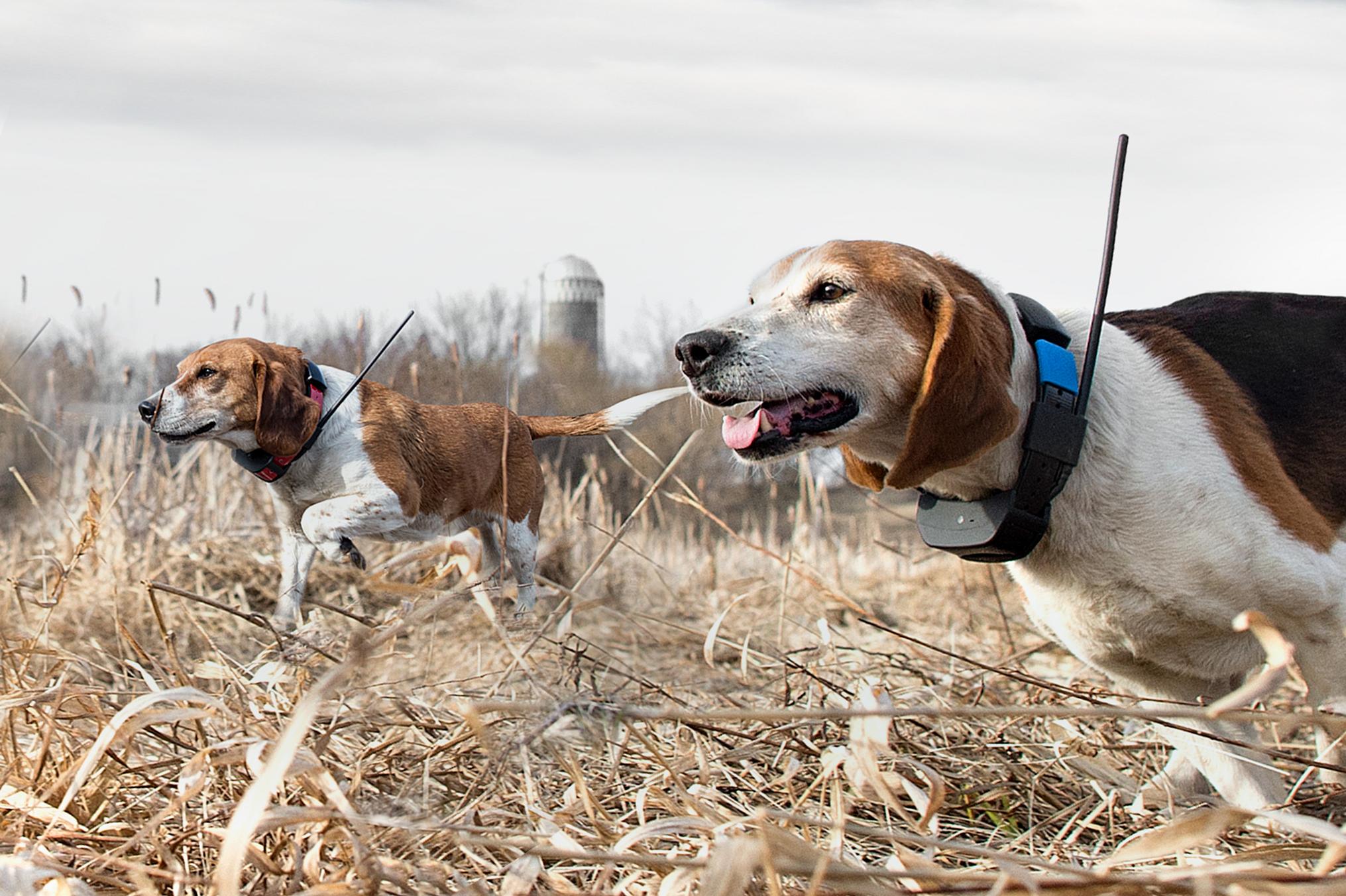 Footcare for Your Hunting Dog