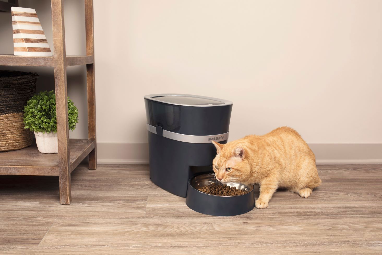 cat and automatic feeder