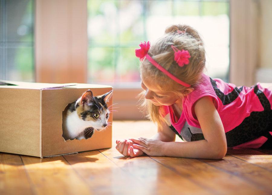 6 tips for introducing a new cat to your home