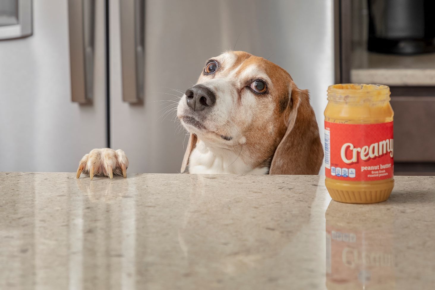 dog and peanut butter