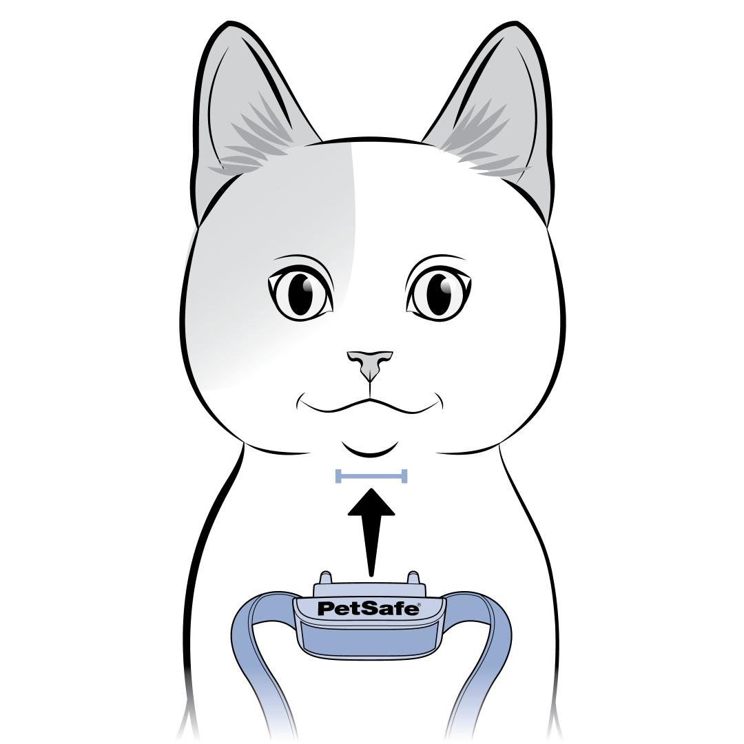 Center Collar On Cat