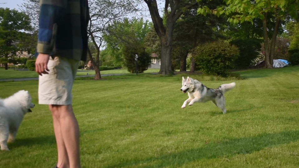 A grey jumping husky jumping in the yard engaging play with white furred large breed dog while a human stands in the foreground. 