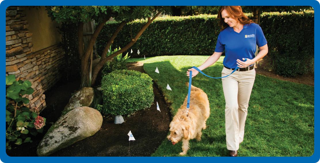 Woman pet trainer walking with dog along garden with flags learning boundary