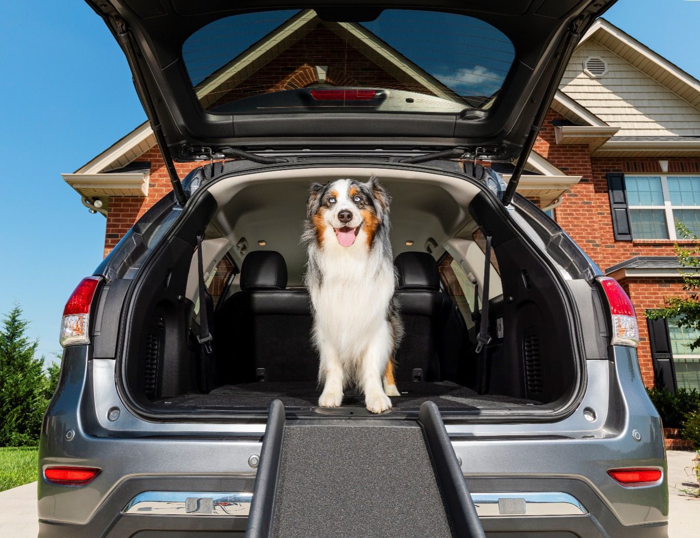 dog and vehicle ramp