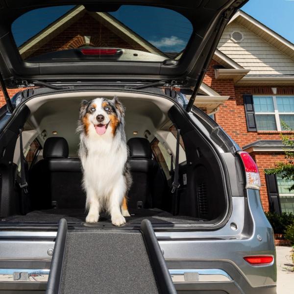 dog traveling in car