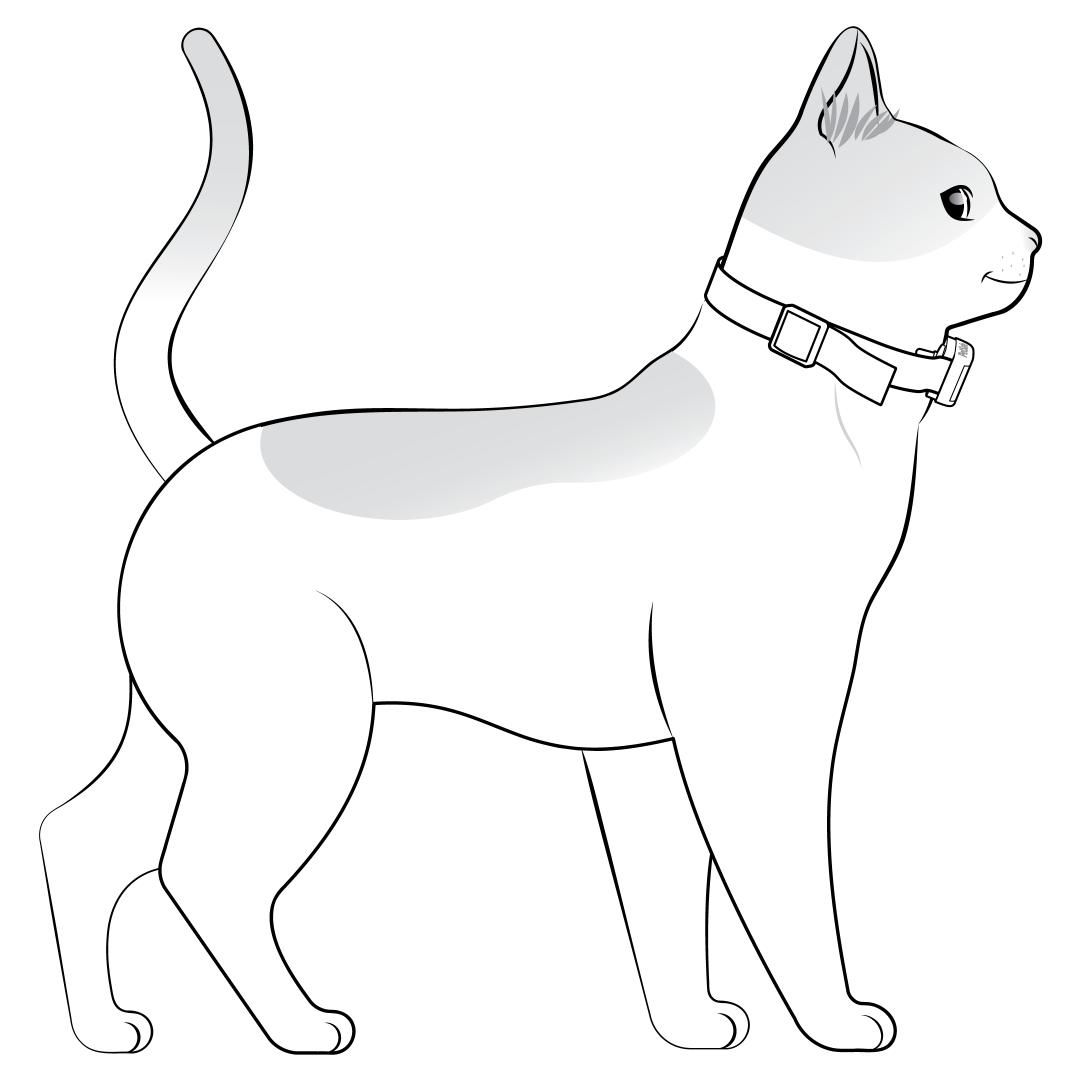 Place Collar On Cat While Standing