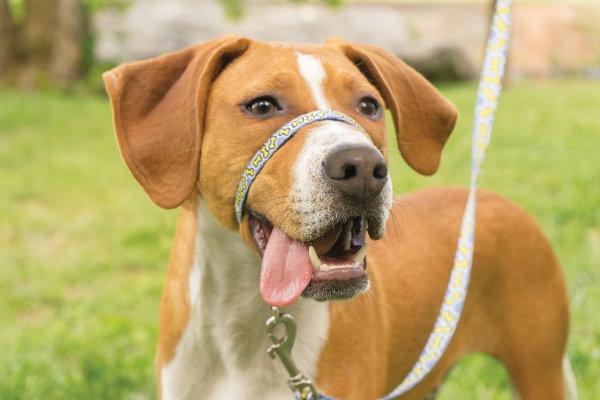 Dog in head collar