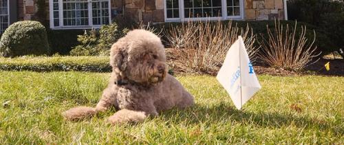 Dog sitting outside next to Invisible Fence boundary flag