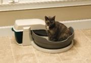 cat in litter box