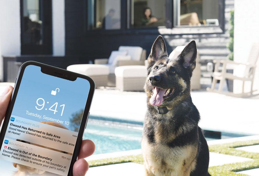 dog outside, with smartphone in foreground