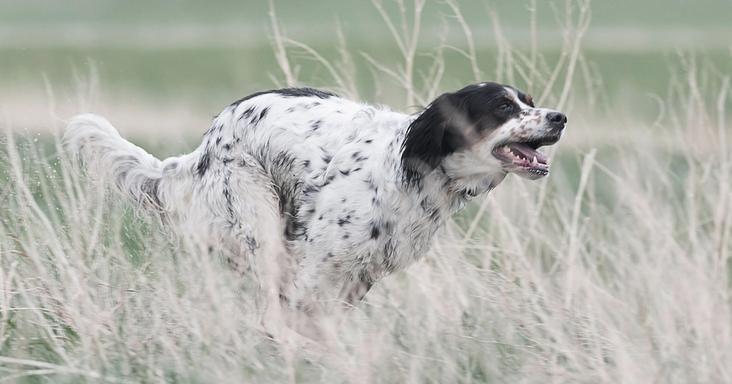 Setter running through tall grass.