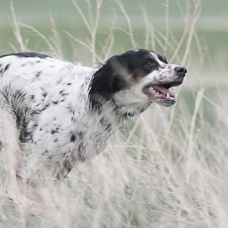 Dog runing through tall grass