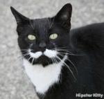 tuxedo cat