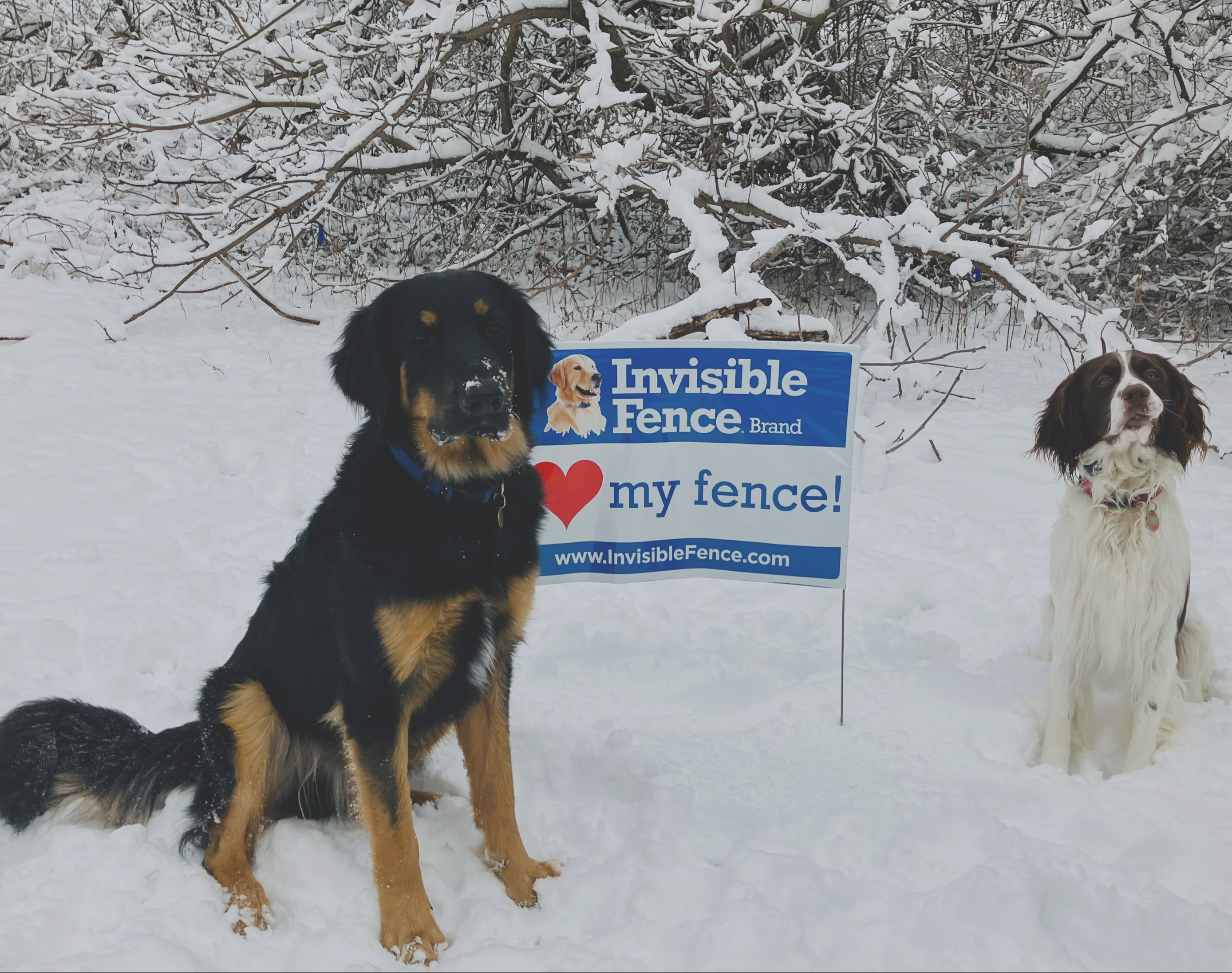 two dogs sit in their yard with invisible fence sign