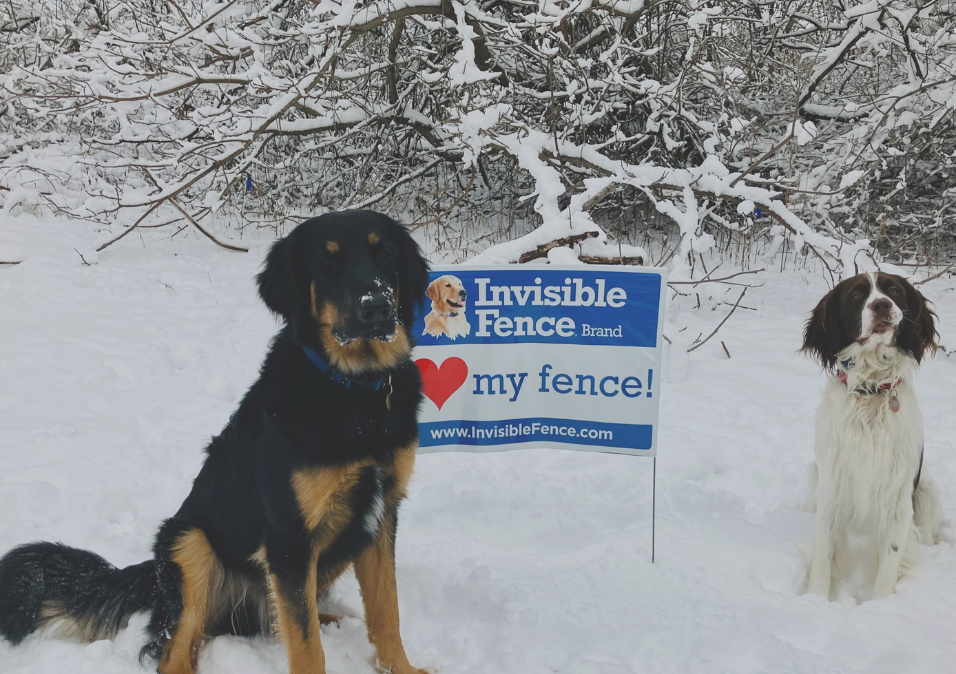 two dogs sit in their yard with invisible fence sign