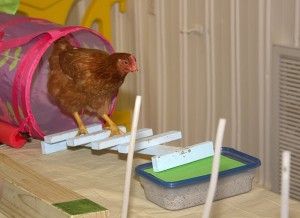 how to train chickens