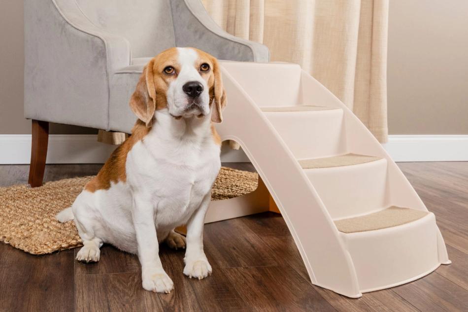 dog and ramp