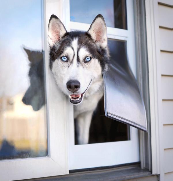 Husky pokes his head through a PetSafe 1-Piece Sliding Pet Door.
