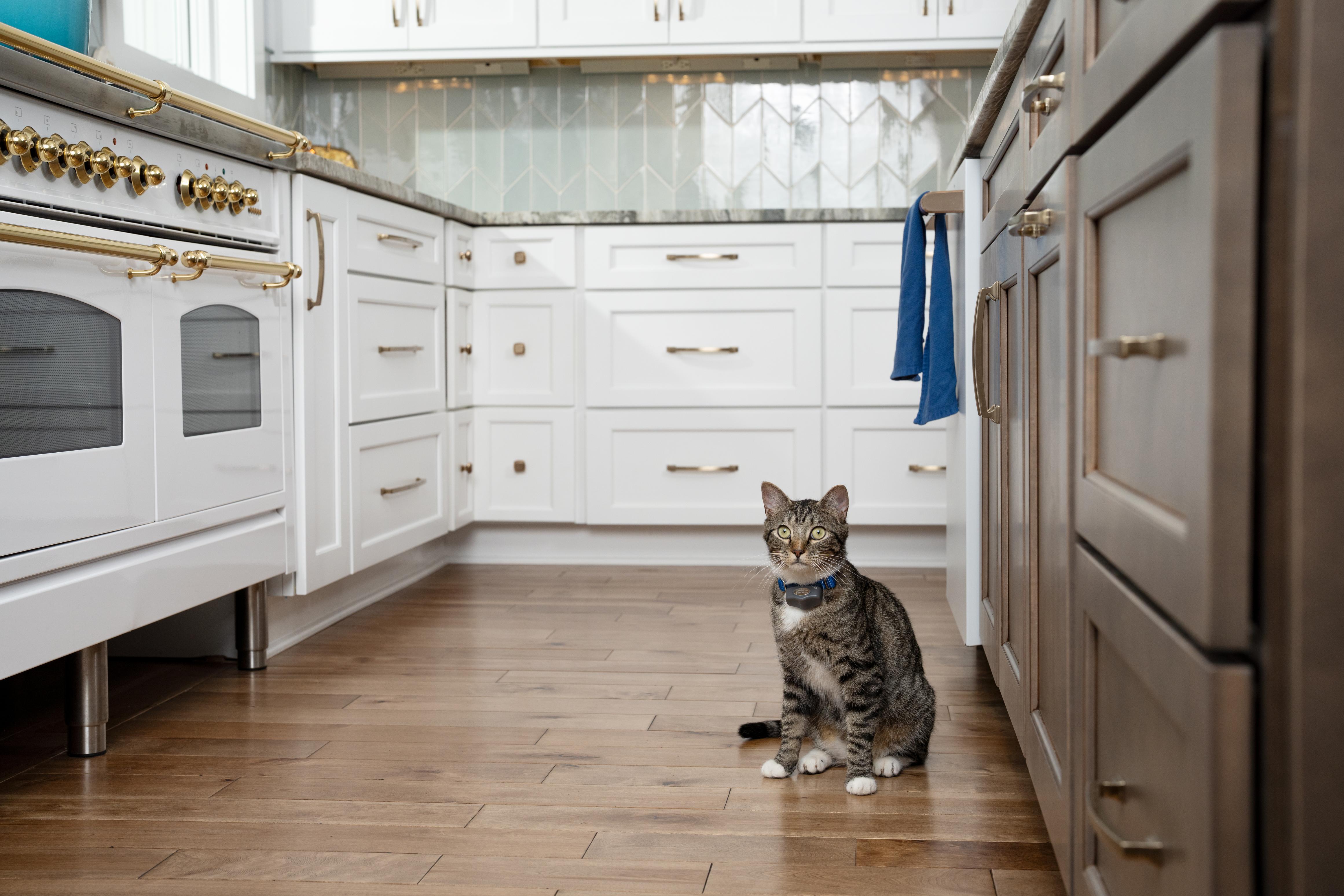 Cat being mischievous on the counter top