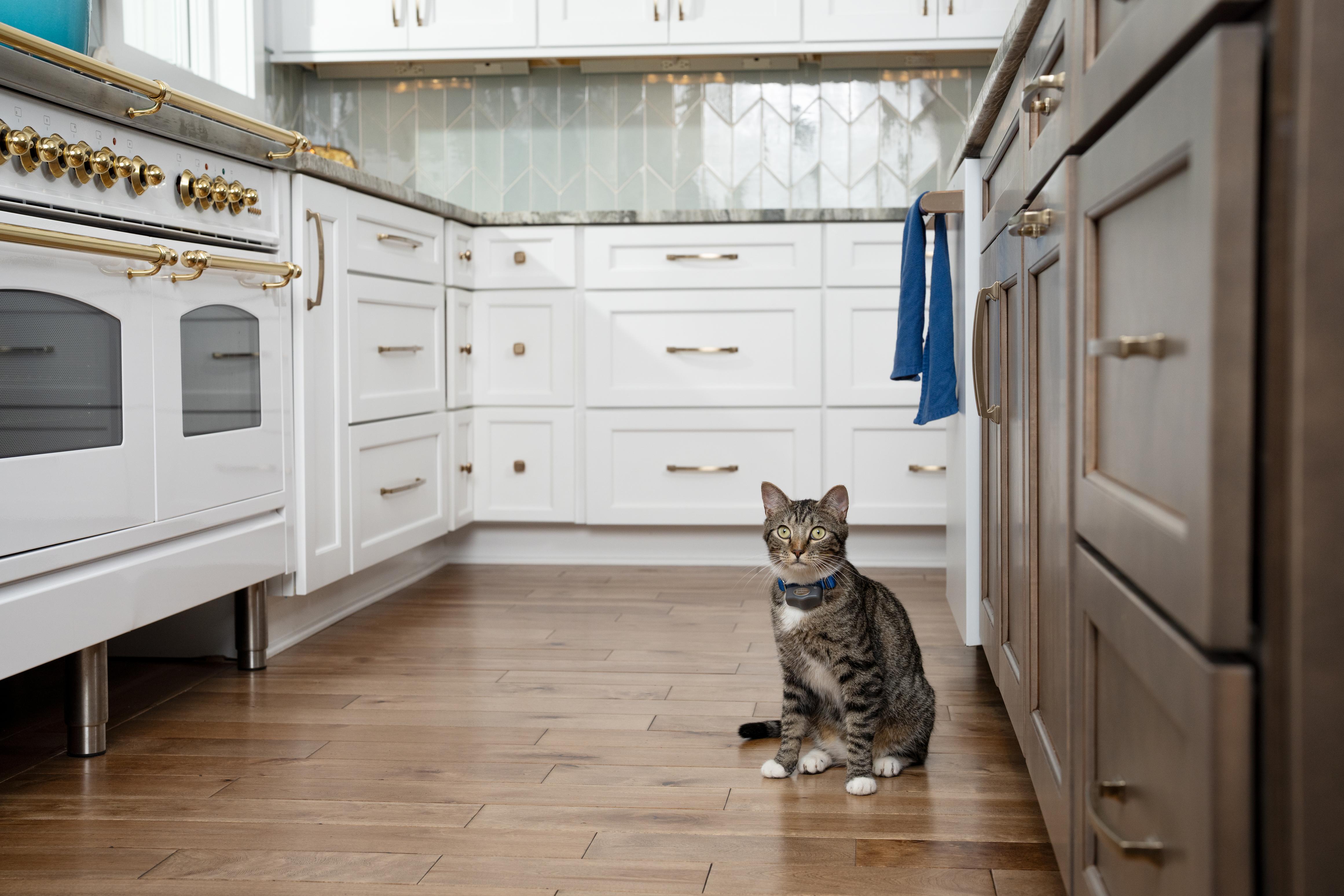 Cat being mischievous on the counter top