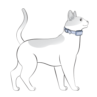 Place Collar On Cat While Standing