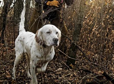 English setter on point in the woods while hunter is walkling up behind him.