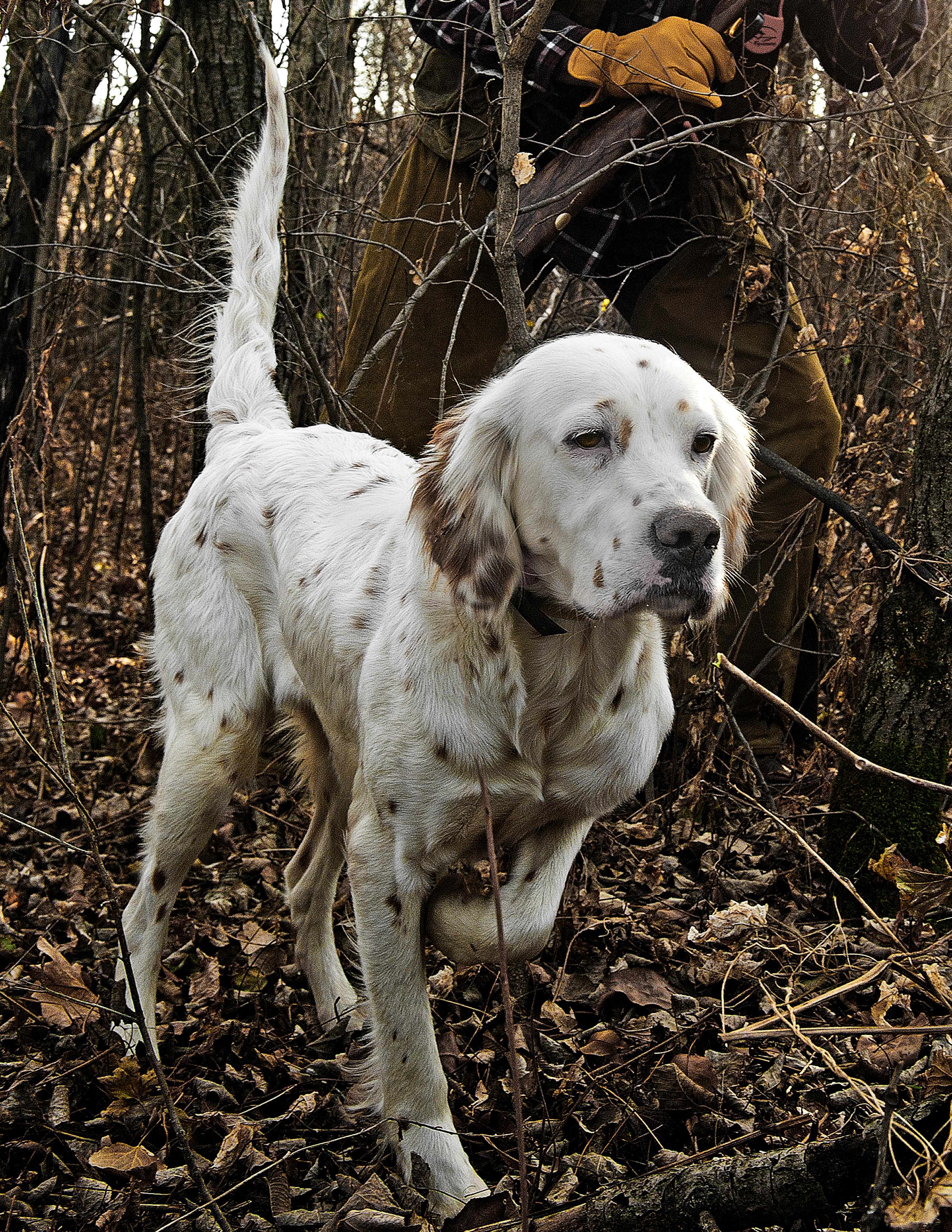Setter on point with hunter walking up behind with gun ready