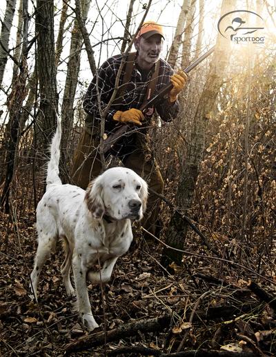 English setter on point in the woods while hunter is walkling up behind him.