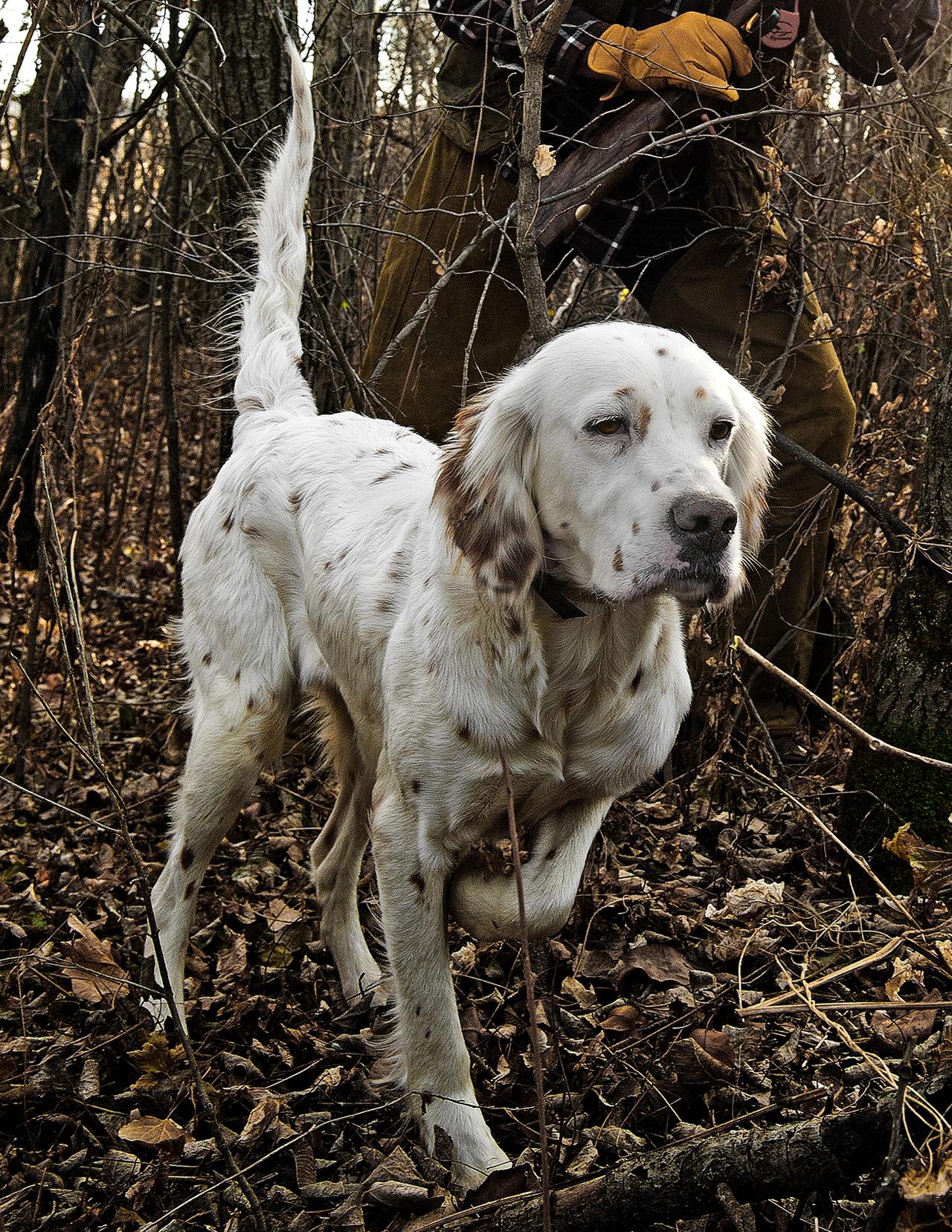 Setter on point in woods with hunter walking up behind