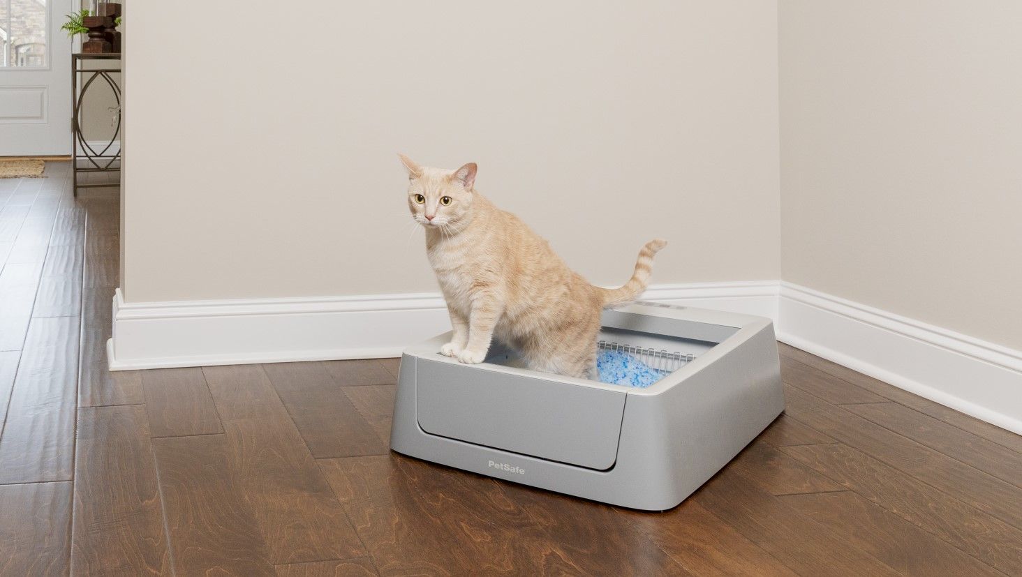 cat and automatic cat litter box
