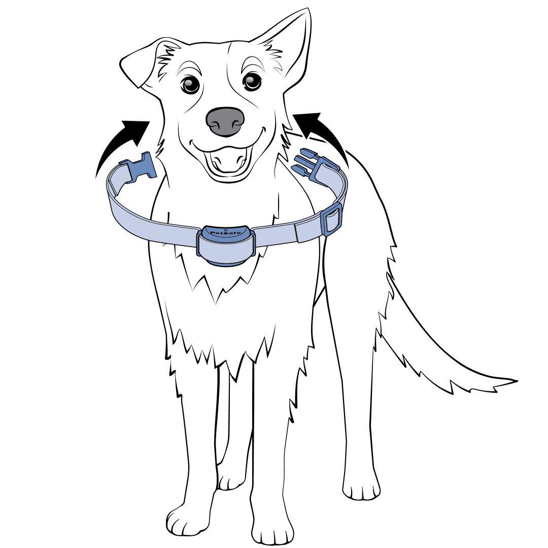 Place Collar Around Dog's Neck While Standing