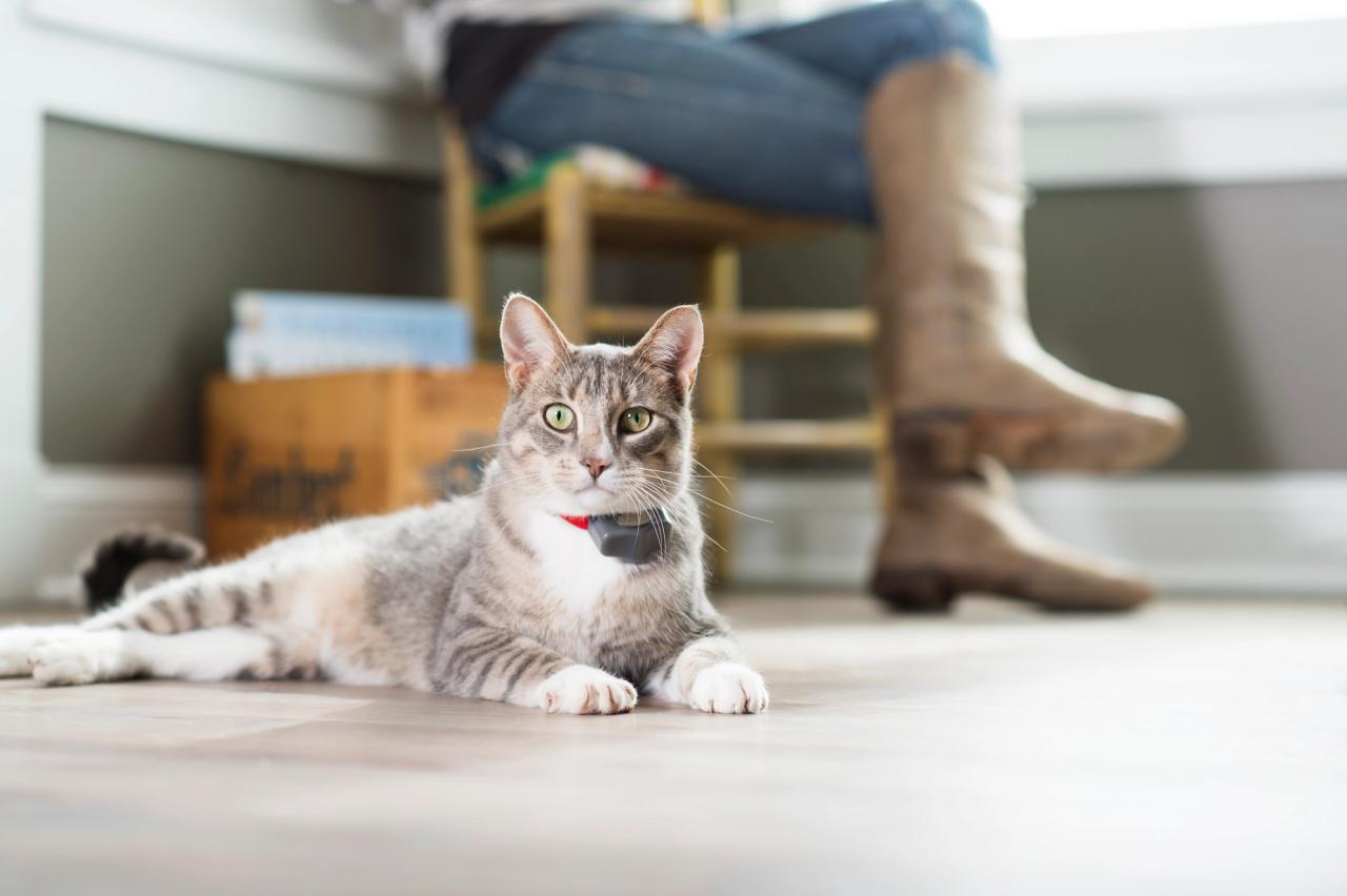 cat sitting near owner indoors wearing invisible fence collar