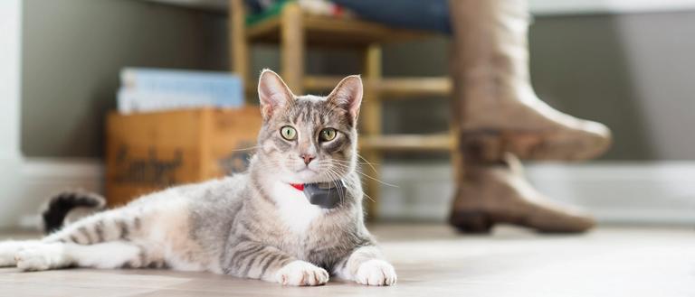 gray tabby cat wears invisible fence collar that provides indoor cat protection
