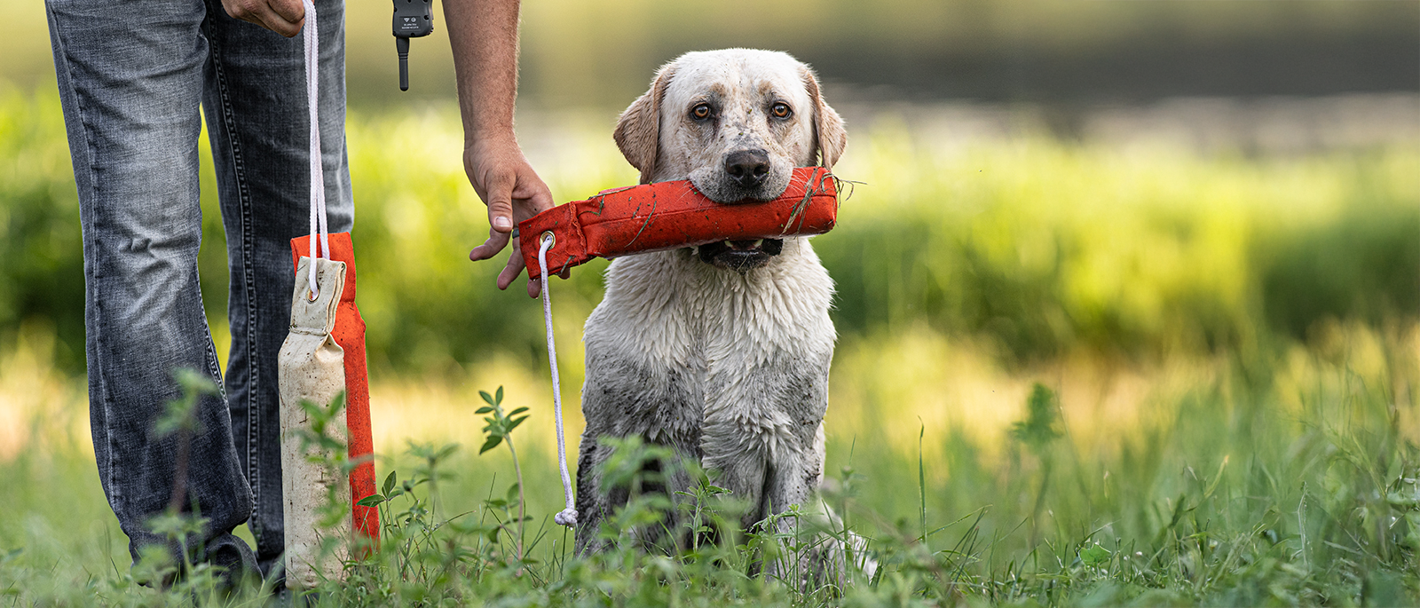 Yellow lab sitting at heel and holding SportDOG orange canvas dummy in mouth while handler reaches to take it