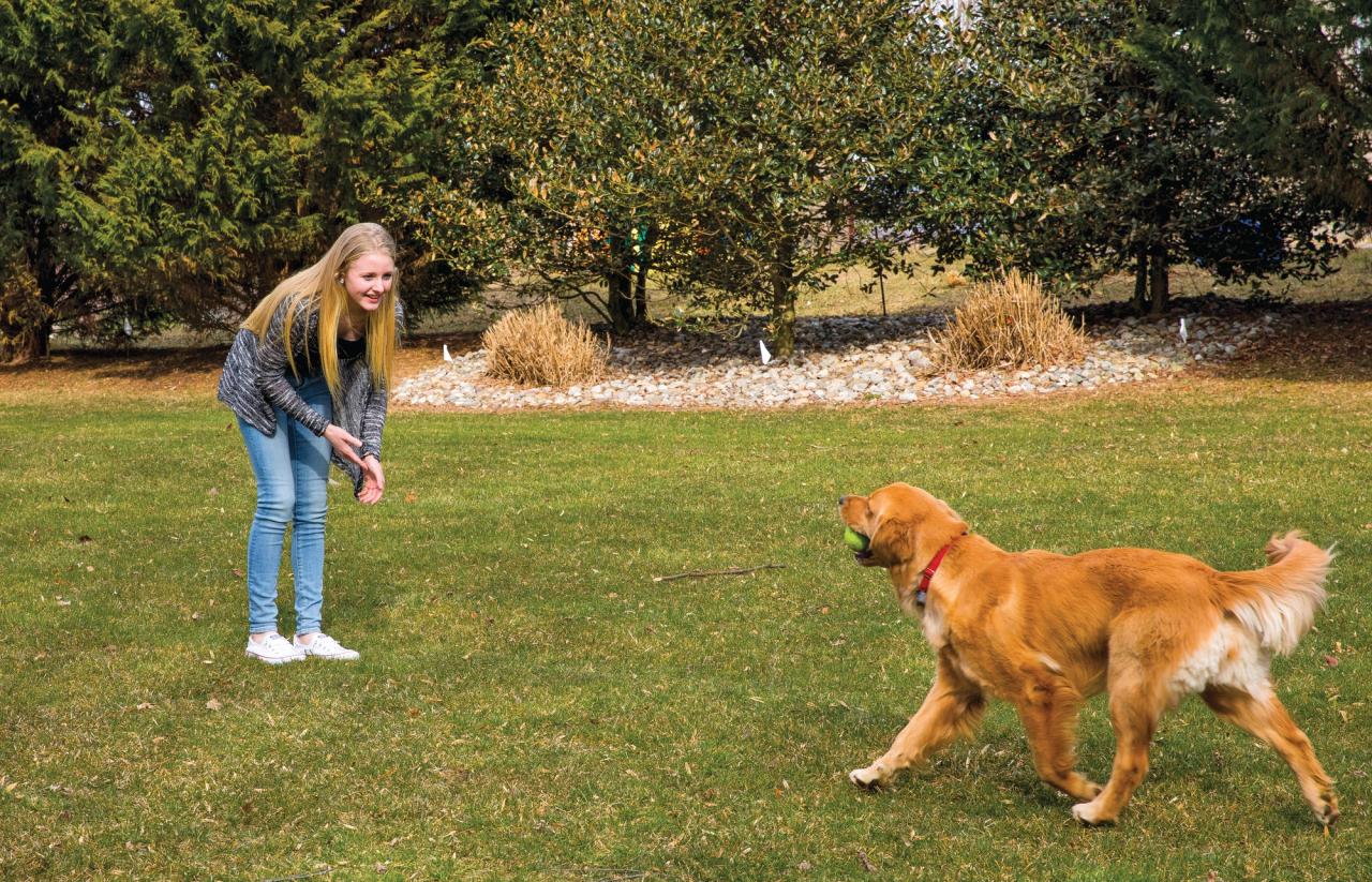 Happy golden retriever off leash with a ball in their mouth walking towards their pet parent in the yard.