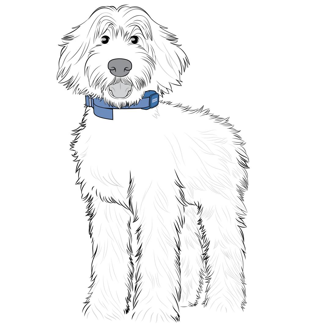 Collar On Side Of Neck