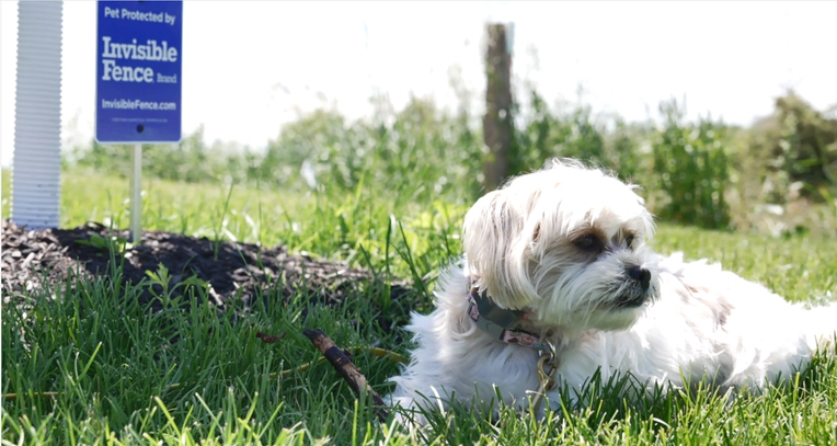 A small white dog resting in bright green grass beside an Invisible Fence Brand sign in the background.
