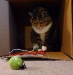 cat playing with string