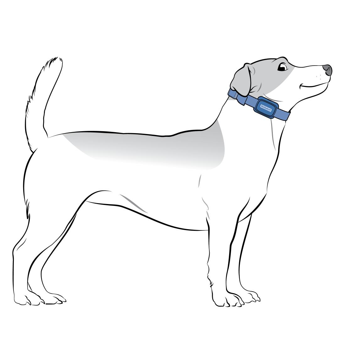 Collar On Side Of Neck